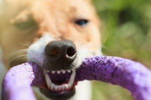 10 Životinja koje ugrize jače od svih 10 Životinja koje ugrize jače od svih